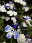 IMG_1079