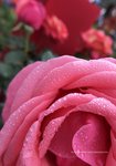IMG_1123