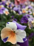 IMG_1126