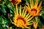 DSC_0192 copy