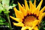 DSC_0204 copy