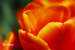 DSC_0256 copy