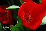 DSC_0267 copy