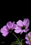 DSC_0249 (night)