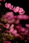 DSC_0257 (night)