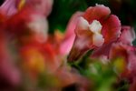 DSC_6021