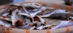 DSC_0444 copy