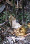 金毛狗