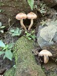 IMG_4374