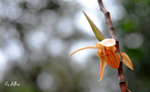 野生籣花