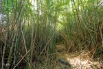 經過數個山墳轉右, 再過竹林隧道