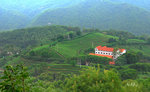 雁南飛茶田