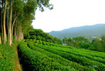 雁南飛茶田
