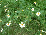DSCF0006
