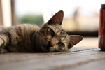 IMG_0201