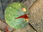 DSCF0260