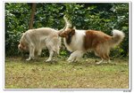 IMG_9924-1
