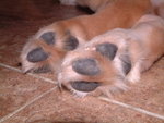 cream's foot2