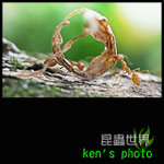 IMG_4232 copy