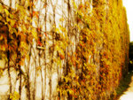 DSCF5133