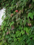 DSCF5204