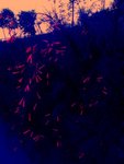 DSCF5263
