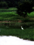 DSCF5331