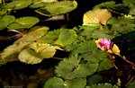 IMG_0931