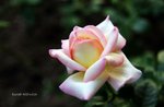 DPP_0058