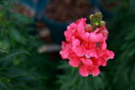 DP_48