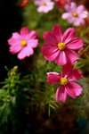 DP_53