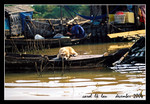 doggie @ floating village