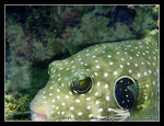 P4071656C1