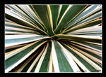 cactus garden