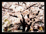 fukuoka tochoji
福岡東長寺