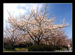 cherry blossoms @ ruins of fukuoka castle 福岡城跡