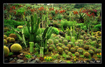 cactus garden  仙人掌公園