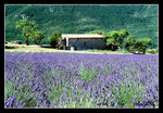lavender fields on the way to parc du verdon
