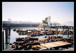 seal colony @ fisherman's wharf