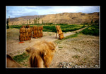 view from camel ride