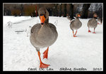 DSC_2552-c1