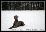 DSC_2628-c1