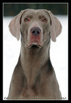 such a cool dog