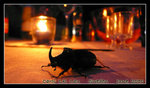 european rhinoceros beetle