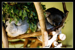koalas @ australian wildlife park