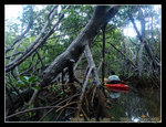 kayaking into the mangroves