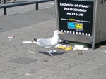 Nl_Rotterdam_City 5