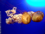 DSC03123a