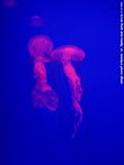 DSC03124a