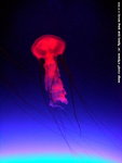 DSC03125a